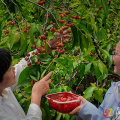 滿樹櫻桃盼采摘