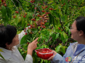 滿樹(shù)櫻桃盼采摘