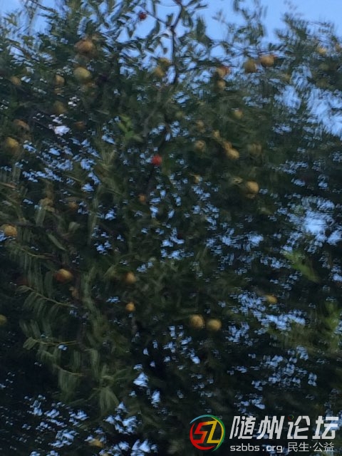 20180729173770701532862623125567.jpg