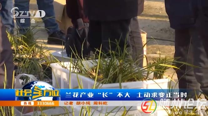 蘭花產(chǎn)業(yè)“長”不大 主動求變正當時